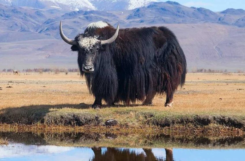  Gene from High Altitude Yak Protected and Repaired Myelin Sheath in Early MS Study