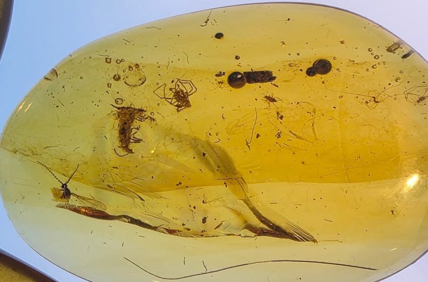 Rare Fossils in Amber Raise Questions About Secret Lives of Cretaceous Insects