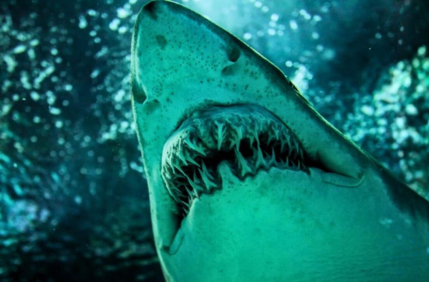  A Nearly Complete Ancestor of the Great White Shark Has Been Discovered