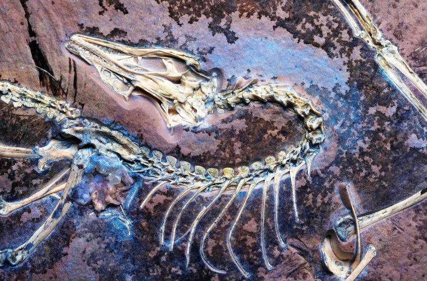  Fossil with preserved soft tissue may prove that Darwin was right