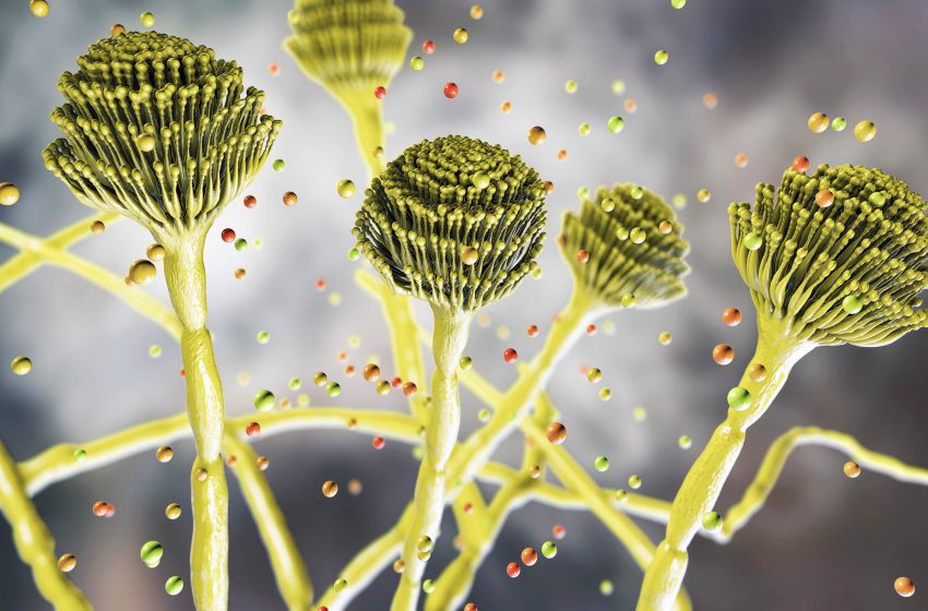  Fungus that “eats you from the inside out” is spreading worldwide