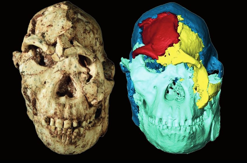  A 3.7-million-year-old face reveals surprising links across Africa