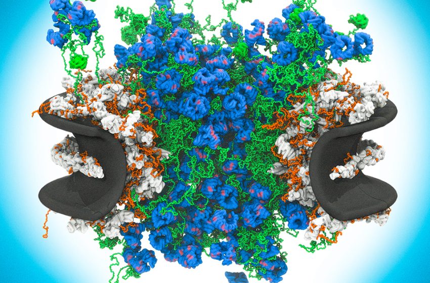  Disorder Drives One of Nature’s Most Complex Machines