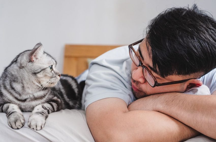  ‘Parasites of human societies’: How did we end up so close to cats?