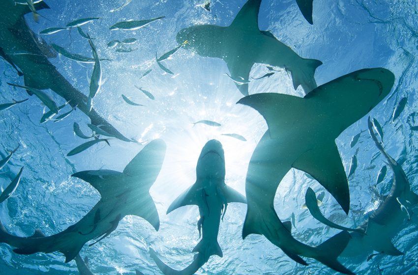  Sharks Are Testing Positive For Cocaine And Caffeine in The Bahamas : ScienceAlert