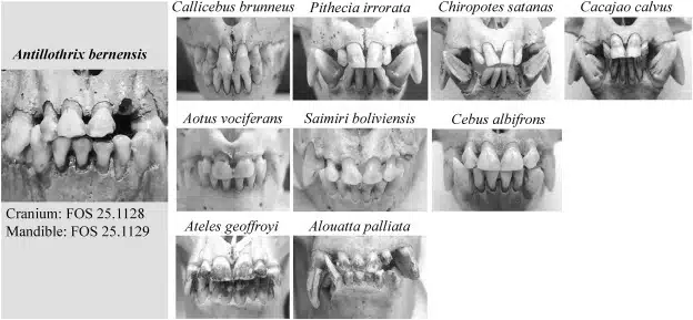 Close Up Comparison Of Fossil And Modern Primate Teeth