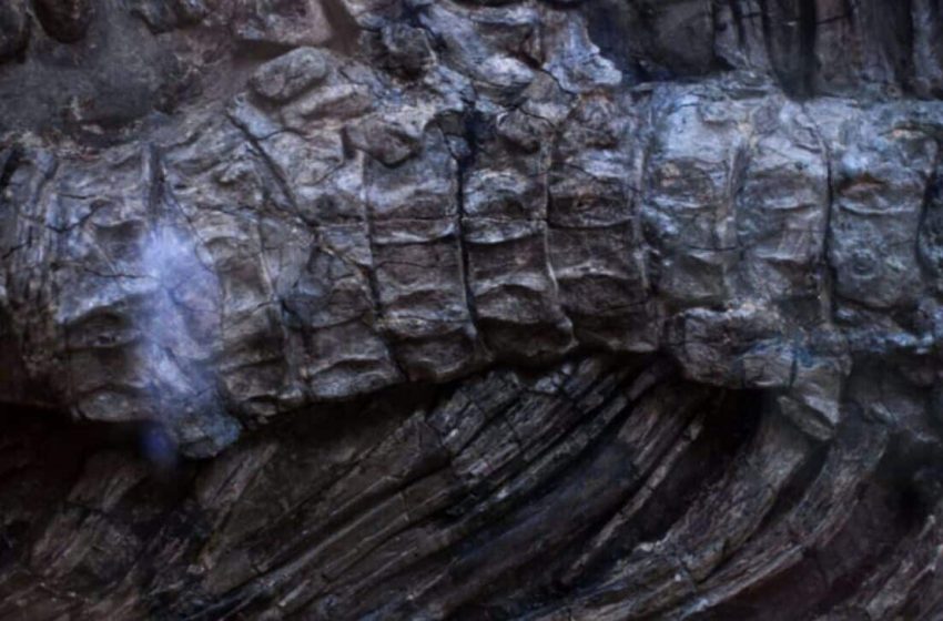  A Massive 92-Foot Dinosaur Buried for 147 Million Years Was Accidentally Unearthed Beneath a Construction Site