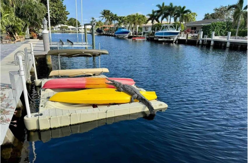 Crocs on jet skis and kayaks: why Florida’s huge apex predators are coming out of the water and sunbathing in unlikely places