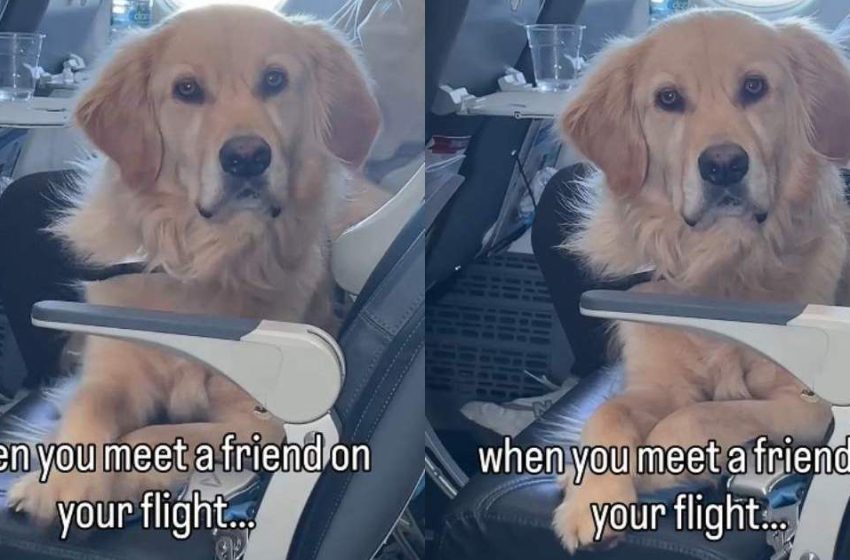  Video Captures a Golden Retriever Meeting a Friend Mid-Flight