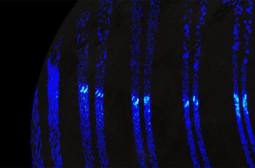  Auroras on Jupiter’s giant moon Ganymede look like Earth’s northern lights, NASA spacecraft reveals
