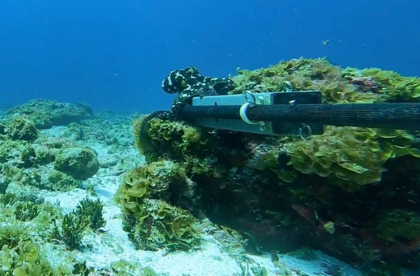  Baited camera dropped to Pacific seabed. Then this happened