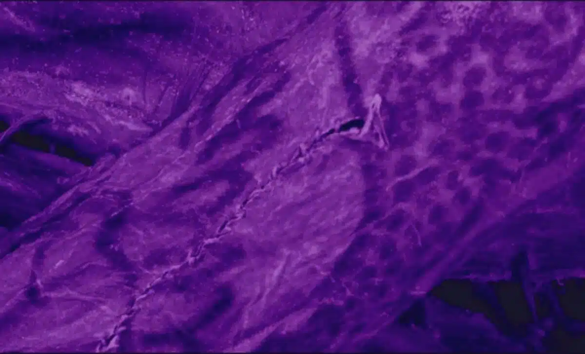 Detailed Scans Of The Ice Mummy's Skin Exposed Animal And Bird Tattoos On Her Arms And Hands.