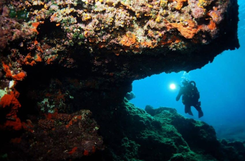  Divers Posted Photos of a Cute “Panda” Underwater, It Turned Out to Be a Brand-New Species