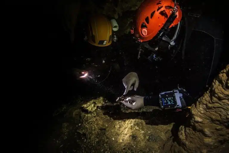 Divers Investigate Fossil Deposits Inside A Flooded Cave
