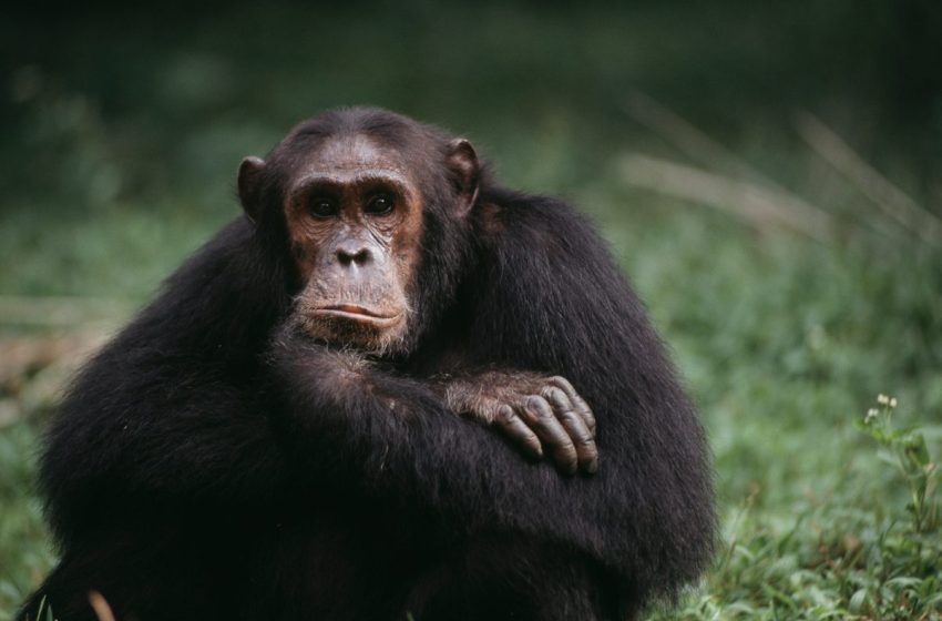  The mind-controlling zombie that makes our closest cousins seek out their own killers… and it could affect humans too