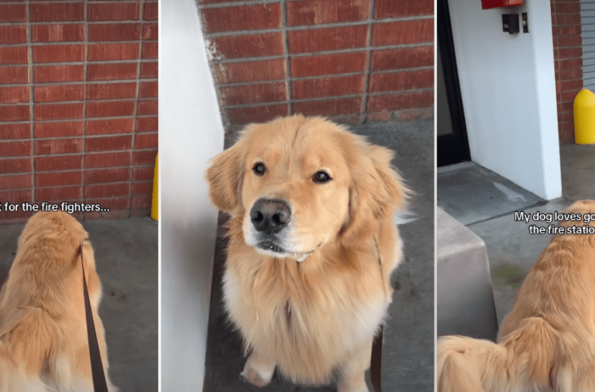  Video: Owner Reveals Why Dog Loves Visiting Fire Station