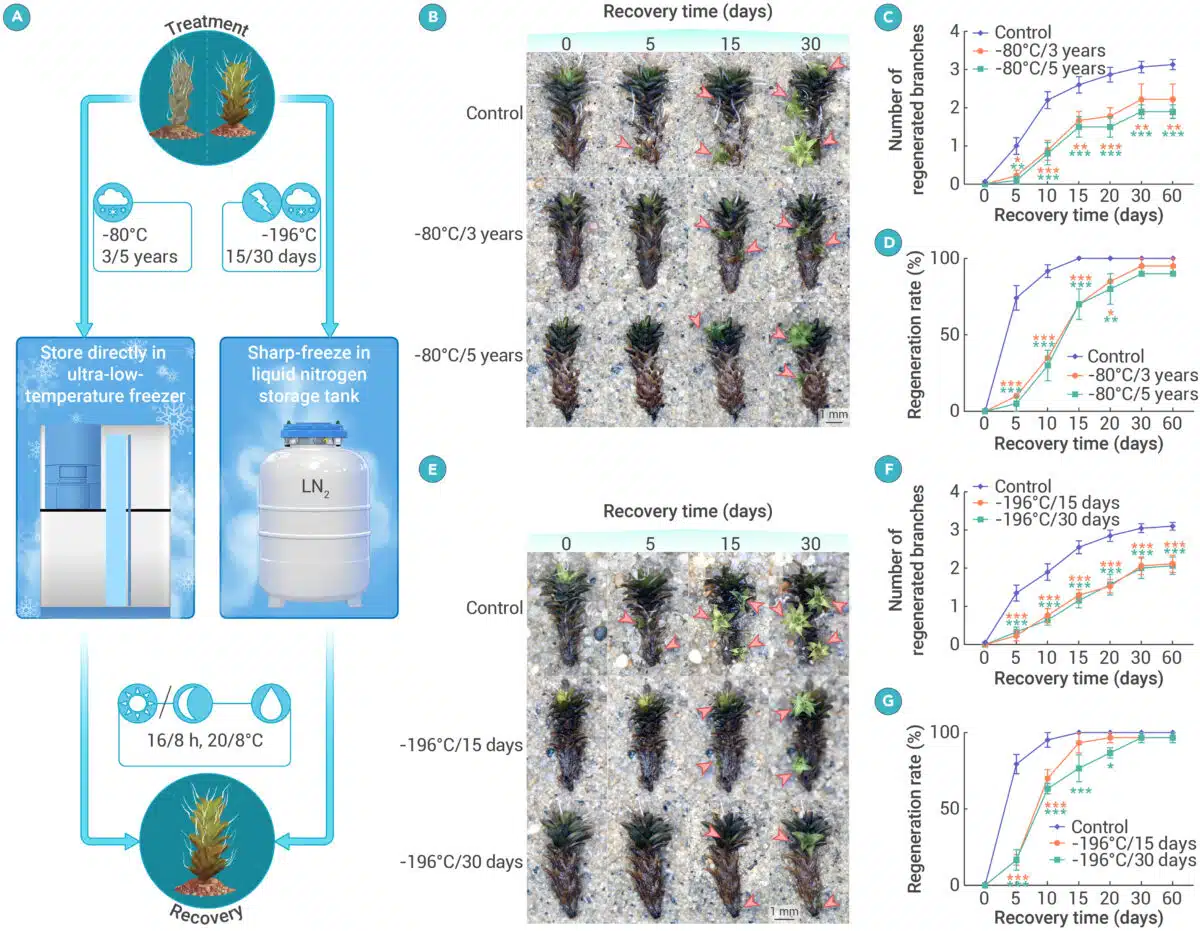 Experimental Recovery Of Syntrichia Caninervis After Extreme Freezing Conditions.