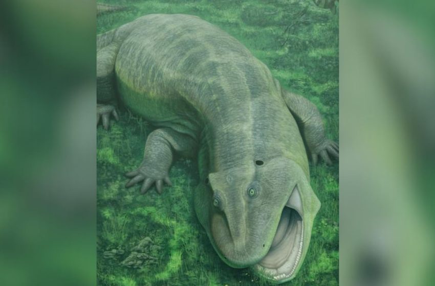  Prehistoric water-dwelling weirdo with sideways teeth and a twisted jaw was already a ‘living fossil’ 275 million years ago