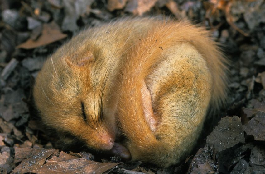  ‘We’re starting to find a lot more weirdness’: These strange animals can control their body heat