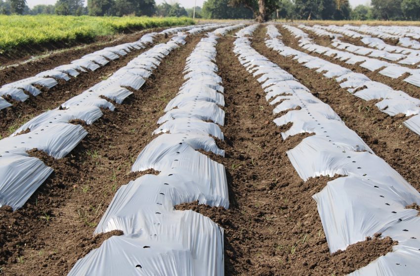  Microplastics are creating tiny microbial battlegrounds in farm soil