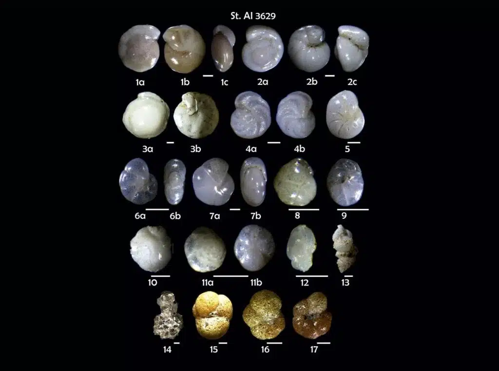Fossil Benthic Foraminifera Analyzed By Researchers At The University Of Vienna