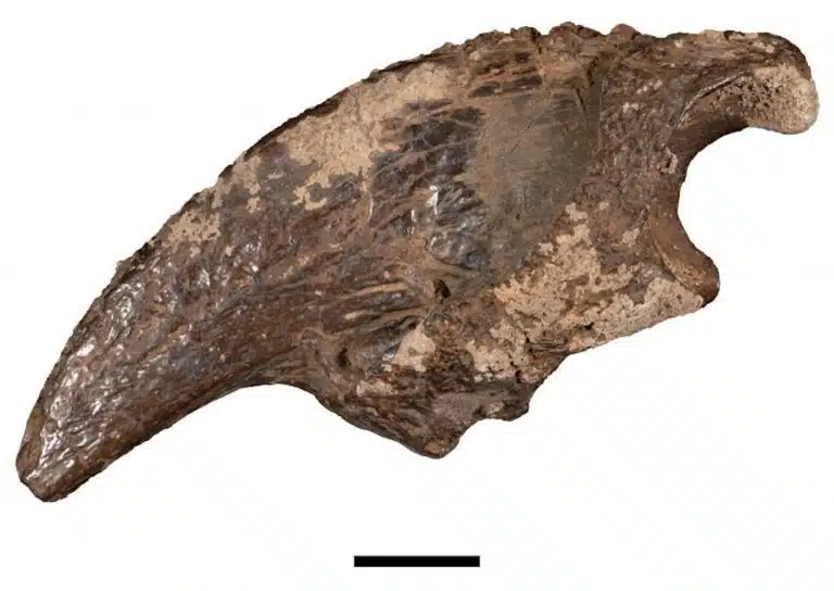 Fossil Claw Of The Giant Ground Sloth Megalonyx From A Texas Water Cave.