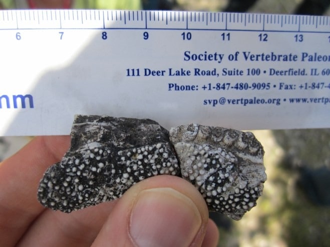 Fossil Revealing Denticles On The Jaw