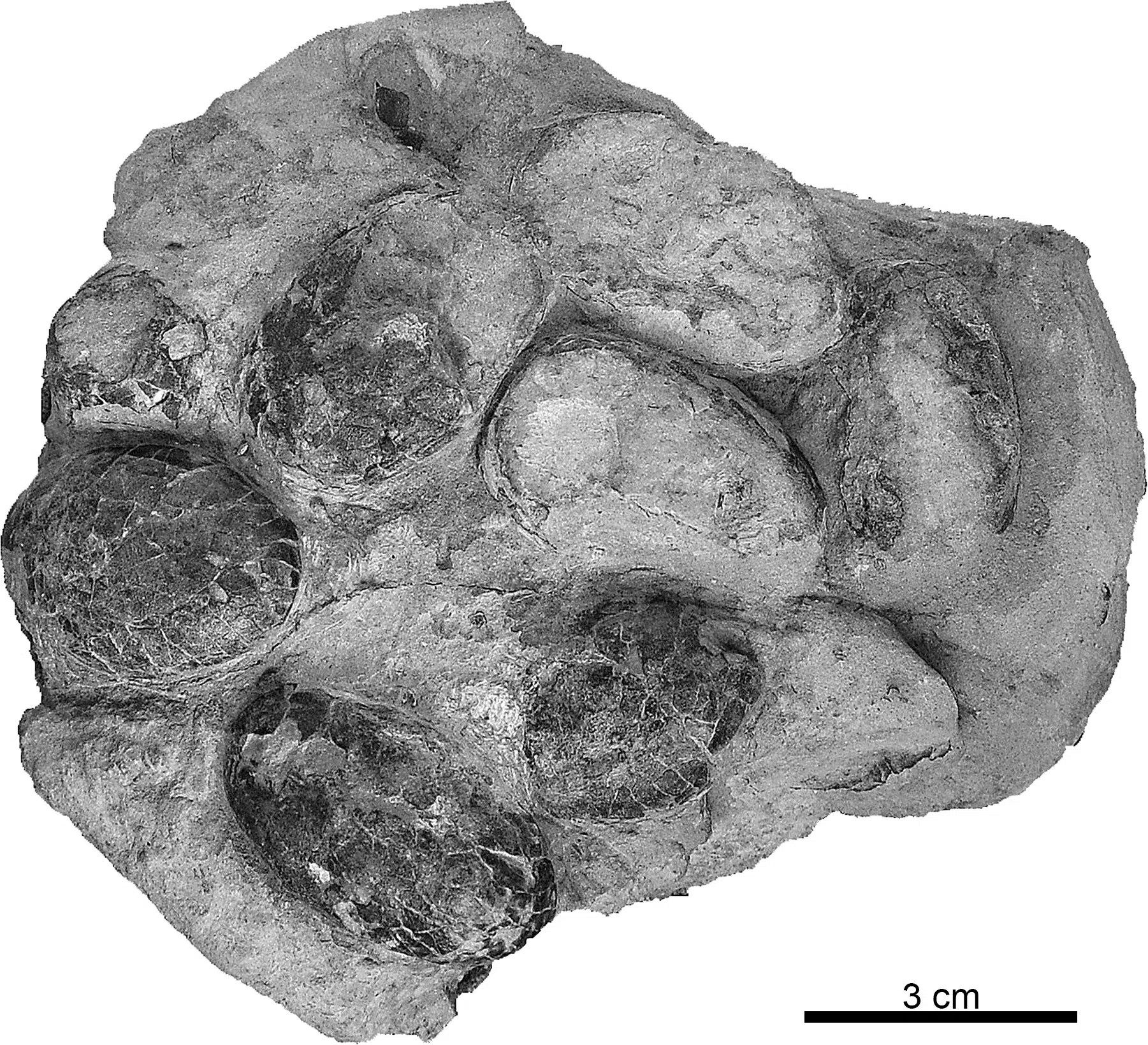 Fossilized Clutch Of Crocodylomorph Eggs Preserved In Sediment