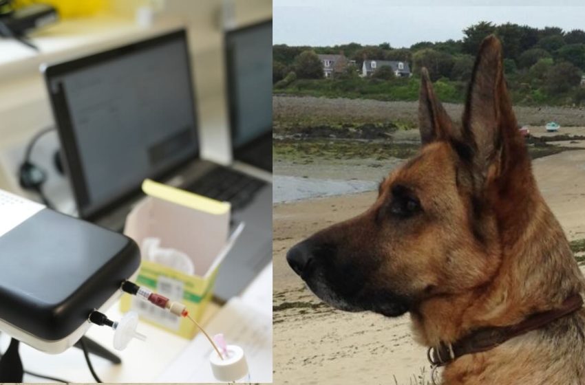  Dog Obsessively Sniffing Mom’s Breath Detected Lung Cancer–Now an E-Nose is Being Trained to Save More Lives