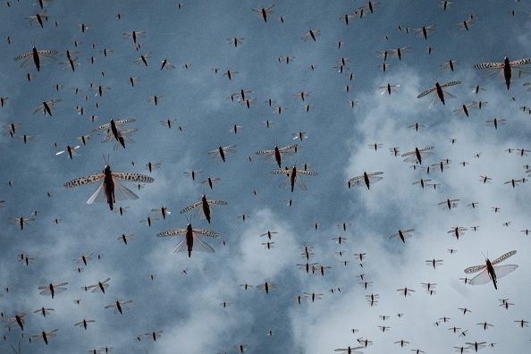  It’s up to 40 miles wide, contains billions of creatures and can take 20 years to form – is this nature’s most destructive swarm?
