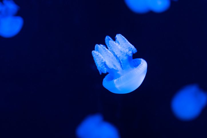  NASA officials sent over 2,000 baby jellyfish into space. Tens of thousands more came back to Earth