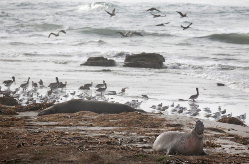  First Confirmed Cases of Bird Flu in California Elephant Seals Stoke Fear As Virus Surges Worldwide