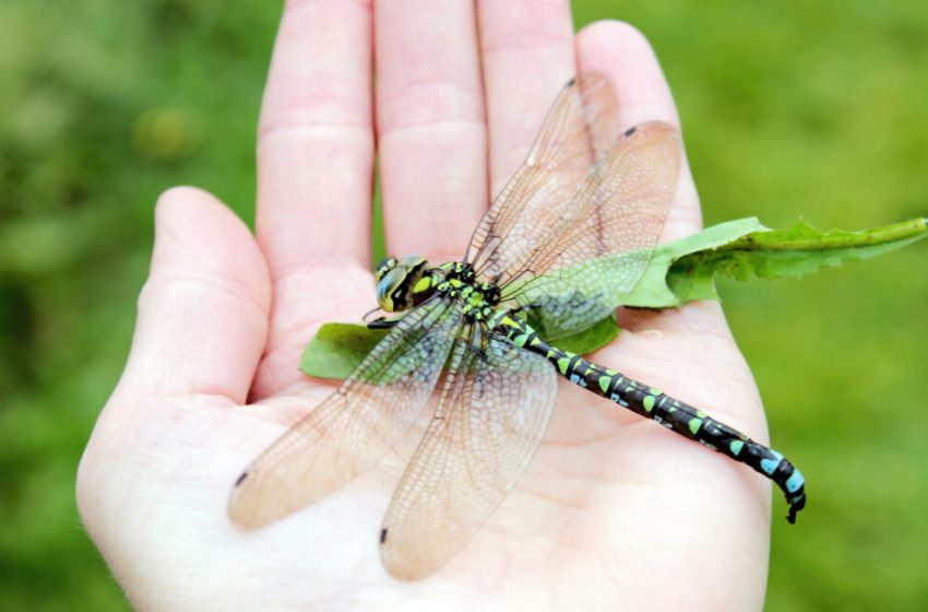  Explanation for why we don’t see two-foot-long dragonflies anymore fails