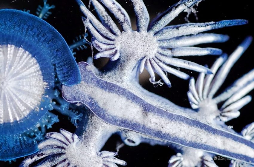 “Its prey was still alive.” Photographer captures blue dragons feeding in unbelievable detail