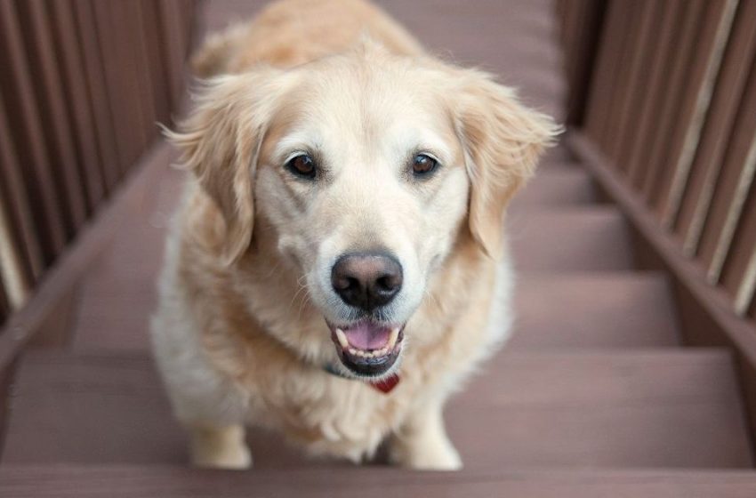  Golden Retriever Adopted in Critical Condition Now Experiences All His Firsts