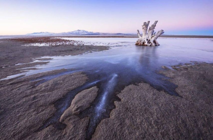  Scientists Discover a Never-Before-Seen Animal Living Deep Inside the Salty Sediments of Great Salt Lake
