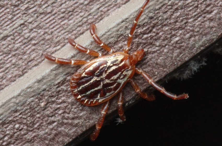  Bloodsucking Ticks Can Survive Inside Your Home Longer Than You Might Think