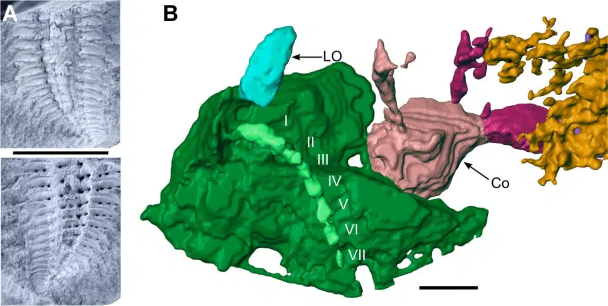 Head Anatomy And Phylogenomics Show The Carboniferous Giant Arthropleura Belonged To A Millipede Centipede Group