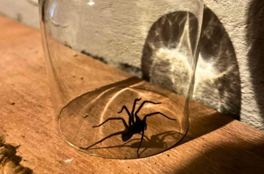  Releasing a Spider Outside Seems Like the Nice Thing to Do… but It’s Often a Very Bad Idea