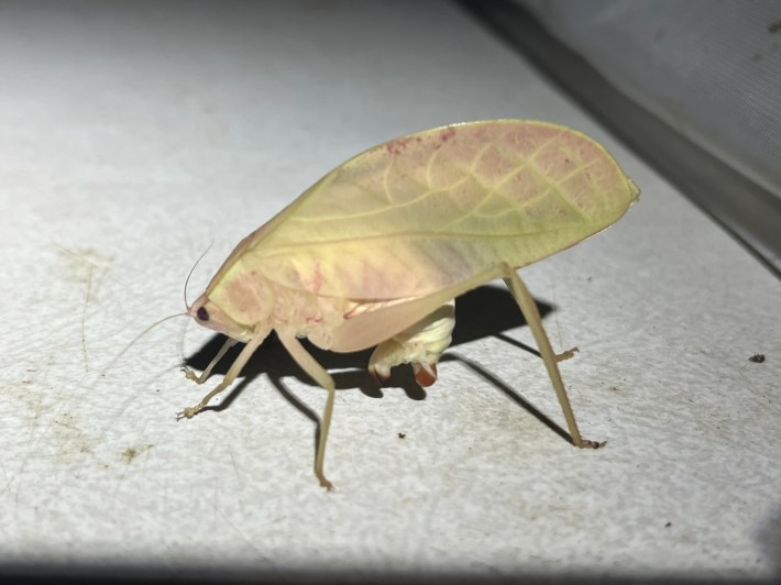 a mostly green katydid with some pink hue