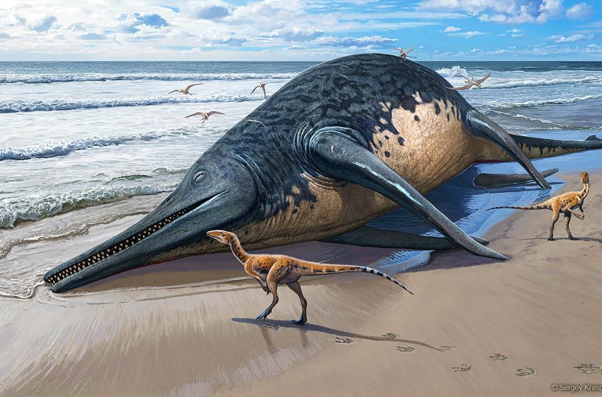  Largest-ever marine reptile discovered by an 11-year-old girl