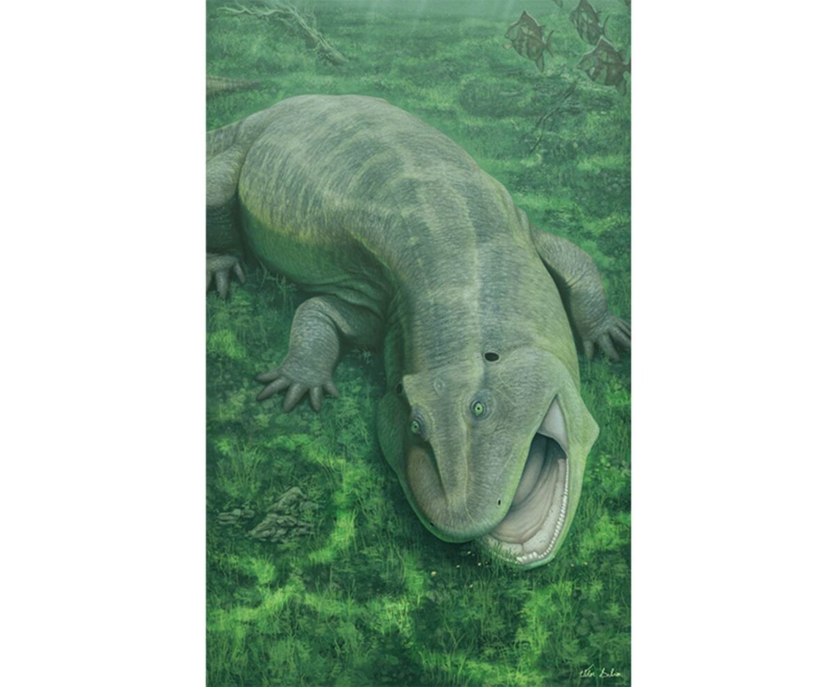 Illustration Showing Tanyka Amnicola Feeding On Plants Beneath The Water.