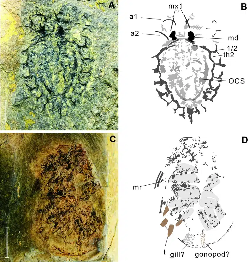 Images And Anatomical Labeling Of Yunnanocyclus Fortis