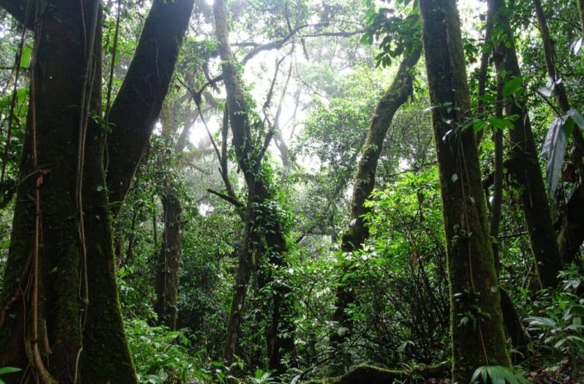  In the Depths of the Rainforest, Scientists Just Found a Living Fossil Without Ears