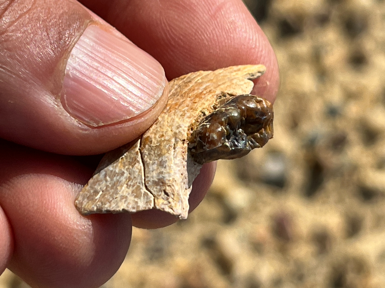 A close up of a white bone fragment with a shiny brown tooth embedded in it. The fragment is held in someone's hand