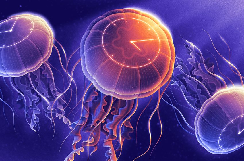  The Jellies That Evolved a Different Way To Keep Time