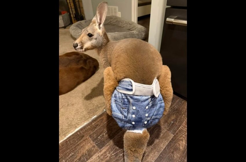  A pants-wearing kangaroo is on the loose in Wisconsin and cops need help to find it