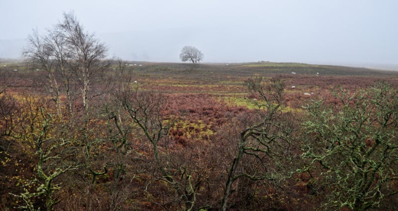 A misty landscape with leafless trees and green moss in the foreground, reddish-brown shrubs in the middle, and a single bare tree in the distance under a grey, foggy sky.