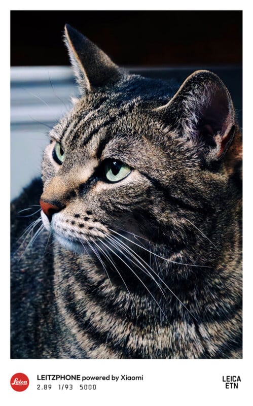 A close-up of a tabby cat with green eyes looking to the left, captured in sharp detail. The cat’s fur shows distinct stripes and the background is softly blurred.