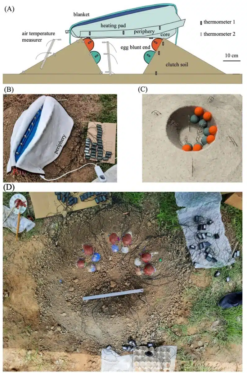 Life Size Experimental Reconstruction Of An Oviraptor Nest, Showing Ring Arranged Eggs And Temperature Sensors Used To Study Heat Distribution.